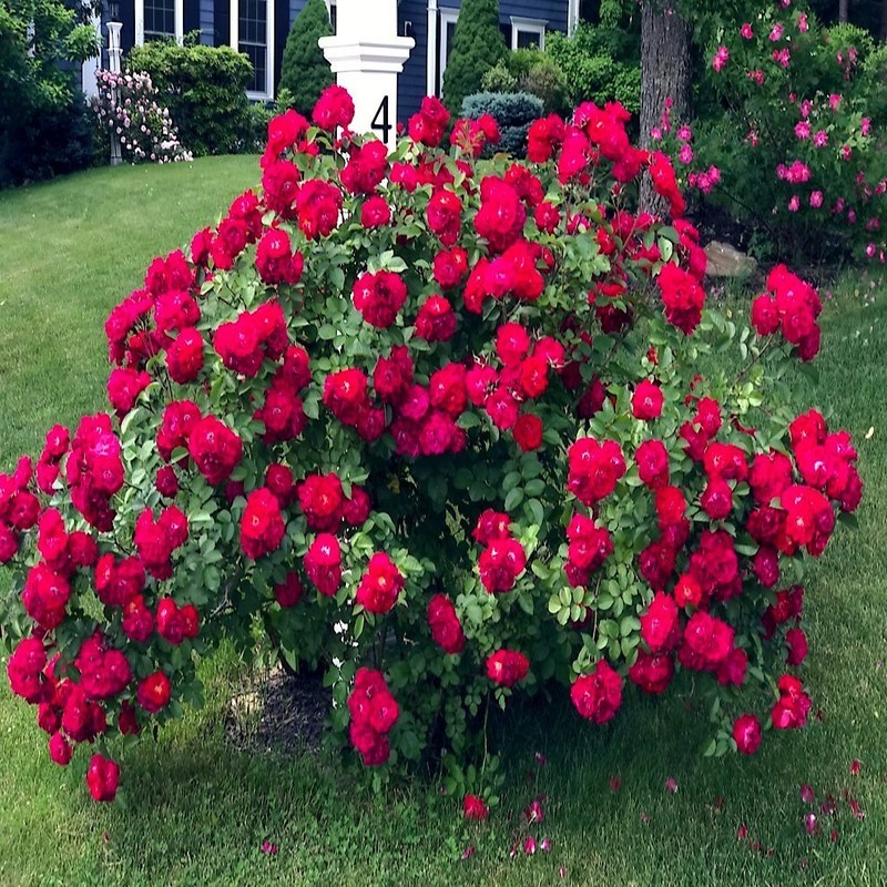 KKG 20 Japanese Red Rose Bush Flower Seeds Rosa Rugosa Rubra Flower Easy Grow - $13.15
