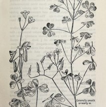 1905 Yellow Wood Sorrel Oxalis Flower Print Pen &amp; Ink Lithograph Antique Art  - £13.82 GBP