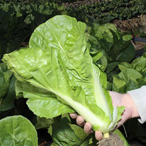 Fushi Chinese Cabbage Seeds F1 Hybrid Winter Greenhouse Multi Season - $14.91 CAD