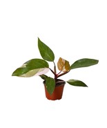 Philodendron &#39;Pink Princess&#39;-6&quot; Pot / Black Cyclinder - $2,626.65 MXN