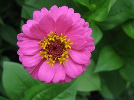 300 Beauty Rose Zinnia Seeds Summer Garden Flower - £5.98 GBP