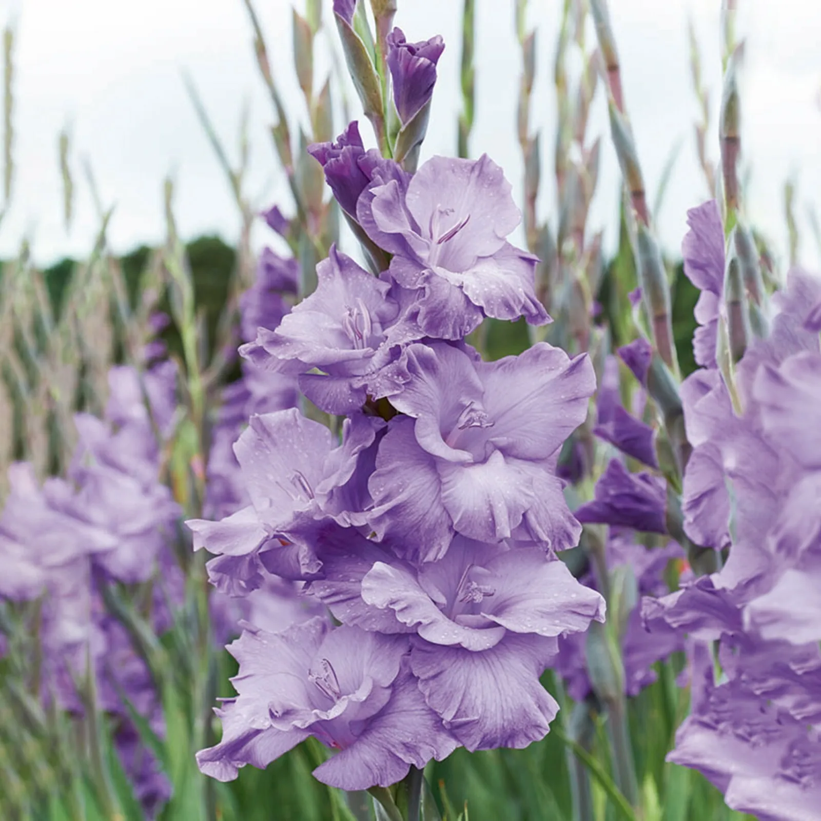 Milka Purple Gladiolus Flower 30 Bulbs - £26.13 GBP