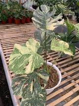 Monstera Varigata Mint 1 Leaf Real Pict Ship By DHL Express Free Phytosanitary C - £172.22 GBP