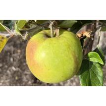 25+ Stirling Castle Apple Seeds – Heirloom Dessert &amp; Cooking Variety - $16.50