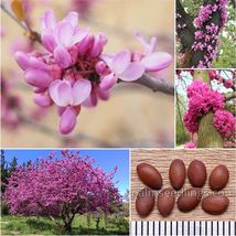 Cercis Siliquastrum Seeds 10 Und Judas Tree Eastern Redbud Rare Pink Flower - $2.50