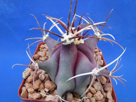 VP One Nice Ferocactus Emoryi Cactus Plant 3&quot;-4&quot; Wide Purple In Winter! Spines - £16.82 GBP