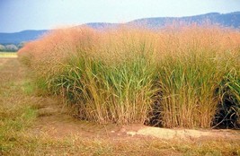 1000 Switchgrass Seeds Native Tall Grass Prairie Ornamental Perennial Fast Easy - £9.40 GBP