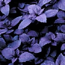 100 Basil Seeds Dark Opal Seeds Herb Seeds Fresh Garden - $14.25