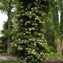 Climbing Hydrangea Hydrangea Anomala Subsp Petiolaris 4 Inch Pot Size New Fast S - £37.82 GBP