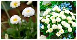White Mid Dual Daisy Seeds Garden Seeds 3,000 Seeds  - $32.99