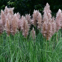 Pampas Grass Pink 1000 Seeds Cortaderia Seeds Garden USA Seller - $14.50