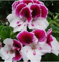 US Seller Garden Geranium Pelargonium Geranium Seeds Pelargonium Flowers New Fre - £8.65 GBP