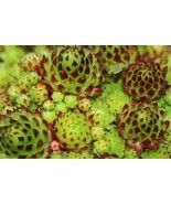 PSA 100 Seeds Hen &amp; Chicks Mix Sempervivum Hybridum Seeds Perennial Fast... - $20.17 CAD