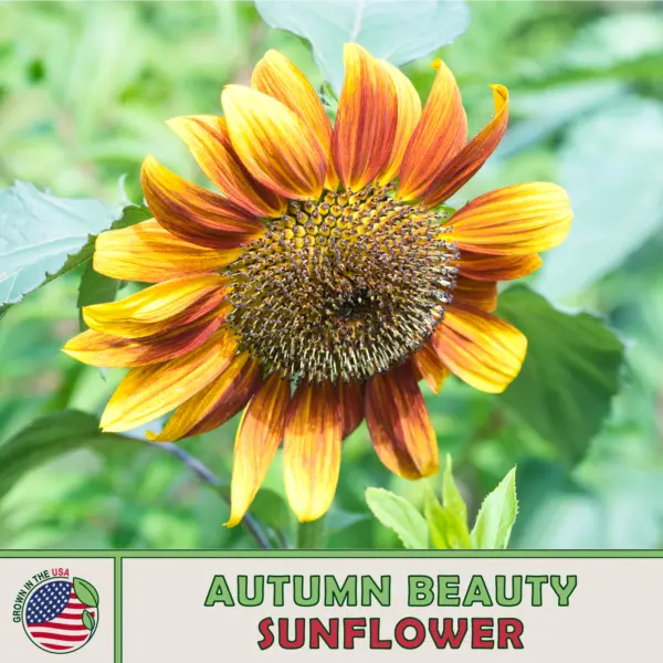 100 Autumn Beauty Sunflower Seeds Annual Bird &amp; Butterfly Genuine Usa Garden - £8.02 GBP