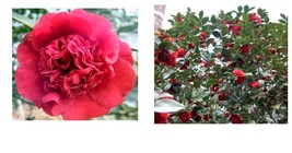 ( 1 plant )( 1 ) - Professor Sargent Red Camellia Japonica - Starter Plant  - £28.96 GBP