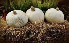 Free Shipping 8 Amish Pie Winter Squash Seeds, NON-GMO, Tennessee Sweet Potato - £10.20 GBP