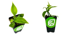 Vanilla Bean Orchid - Vanilla planifolia - Live Plant - HND1 - £64.25 GBP