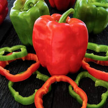 Ship From Us 500 Mg ~60 Seeds - California Wonder Bell Pepper - NON-GMO, TM11 - £13.11 GBP