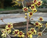 Chimonanthus Praecox Shrub 200 Fragrant Wintersweet Hardy Allspice Heirl... - $71.23