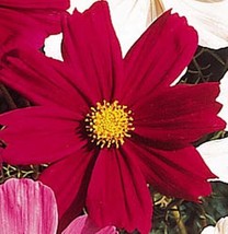 50 Seeds Cosmos Sensation Series Red Dazzler Annual Seeds - £19.13 GBP