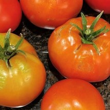 Creole Tomato Seeds Gardening USA Shipping - £7.88 GBP