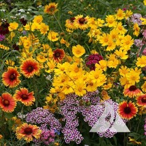Grow In US 500 Seeds Wildflower Mix Knee-High Heirloom Flowers Butterflies - £8.00 GBP