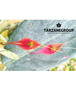 LEPANTHES PERUVIANA MINIATURE ORCHID MOUNTED - €56,87 EUR