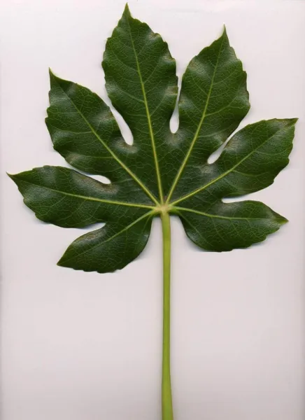 Top Seller 10 Japanese Fatsi Shrub Flower Paperplant Fatsia Aralia Japon... - $14.60