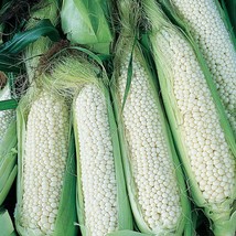 Fresh Seeds Country Gentleman White Corn Seeds 25 Ct Sweet Vegetable Garden - $5.98