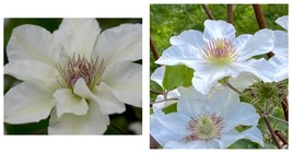 2.5&quot; Pot - Kitty Clematis Vine - White with Burgundy Anthers - Fragrant  - £32.38 GBP