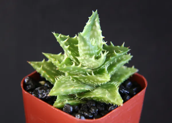 Aloe Juvenna Rare Succulent Cacti Indoor Outdoor Plant Agave Cactus 2 Pot Fresh  - £20.89 GBP