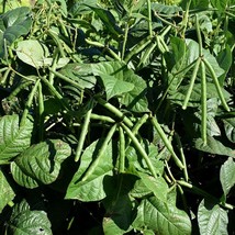 Green Mung Bean Seeds - Organic, Non-GMO Legume Seeds for Sprouting &amp; Ga... - £4.31 GBP