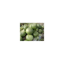 8 African Giant Bushel Gourd Seeds-1180 - £2.30 GBP