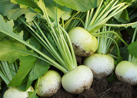 Heirloomsupplysucces 100 Heirloom Seven Top Turnip Greens Seeds - £1.59 GBP