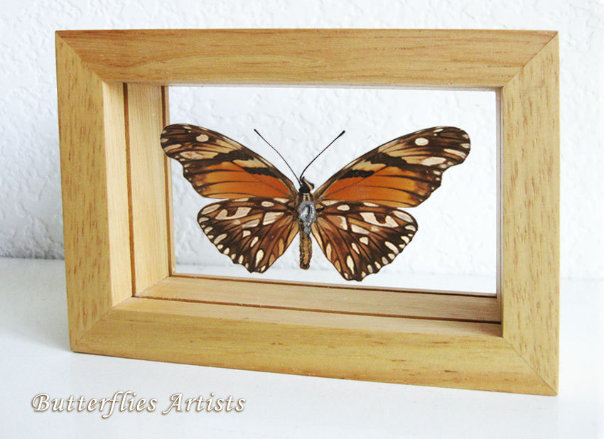 Primary image for Dione Juno Orange Silver Spots Real Butterfly In Entomology Double Glass Display