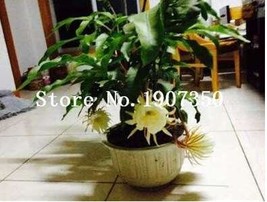 100 Pcs Epiphyllum Anguliger Fishbone Succulent Zig Zag Cactus Hanging Plant Rar - £7.06 GBP