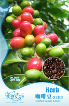 1 Original Pack, 10 seeds / pack, Coffee Bean Seeds, ARABICA COFFEE Plant (Coffe - £3.55 GBP