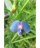 50 Lathyrus sativus var. cyaneus Annual Sweet Pea Seeds  - $157.58 MXN