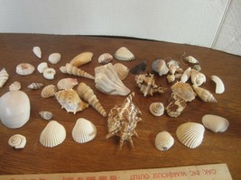 Lot Of 30 DIFFERENT SIZE MIXED Calico Scallop CONCH NAUTICAL  Seashells-C - £16.07 GBP