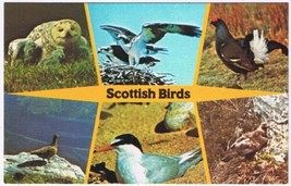 Postcard Scottish Birds Snowy Golden Owl  Osprey Ptarmigan Tern Grouse Scotland - £2.36 GBP