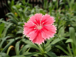 20 Dianthus Chinensis Flower Seeds Dw91003 21 Fresh USA Shipping - £13.87 GBP