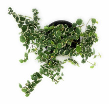 Creeping Fig Ivy Variegated Ficus pumila Variegata 4&quot; Pot - living room - garden - £40.78 GBP