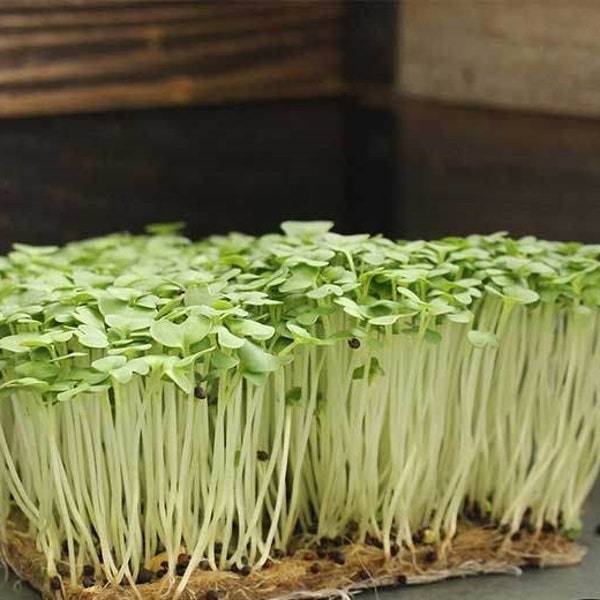 Southern Giant Curled Mustard Microgreen Seeds Seeds For Sprouting Fresh... - $3.00