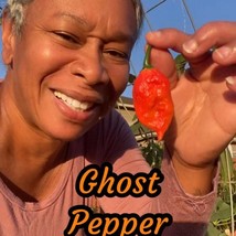 US Seller Ghost Pepper Seeds Fast Shipping - $15.00