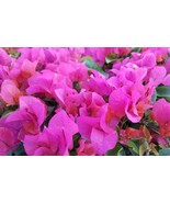 AWS **La Jolla** Bougainvillea**Small Well Rooted Starter Plant*Usa Seller* - £22.59 GBP