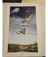Ray Harm Green Winged Teal Print #1844/2000 Signed Numbered Wildlife Art - $49.45