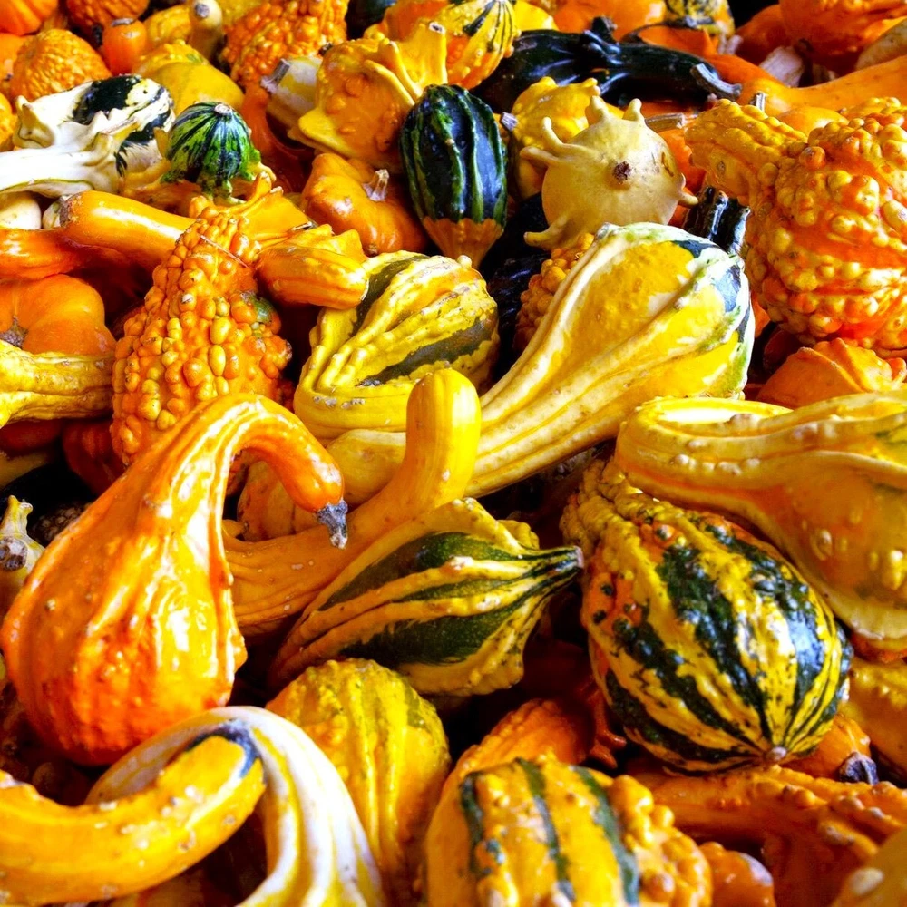 Premium Seeds | Large Ornamental Gourd Mix Decorative Fall Harvest Art A... - $104.46 MXN