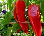 Red Italian Long Marconi Sweet Pepper Seeds Vegetable Garden NON-GMO Siz... - £1.58 GBP+