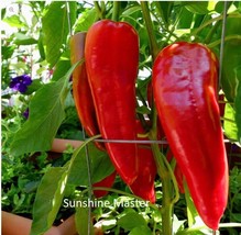 Red Italian Long Marconi Sweet Pepper Seeds Vegetable Garden NON-GMO Size:15-100 - £1.59 GBP+