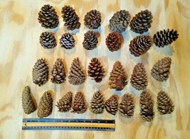 Natural Pine Cones Crafting Wreaths Seasonal Lot of 27 - Size 2&quot; to 4&quot; - $11.85